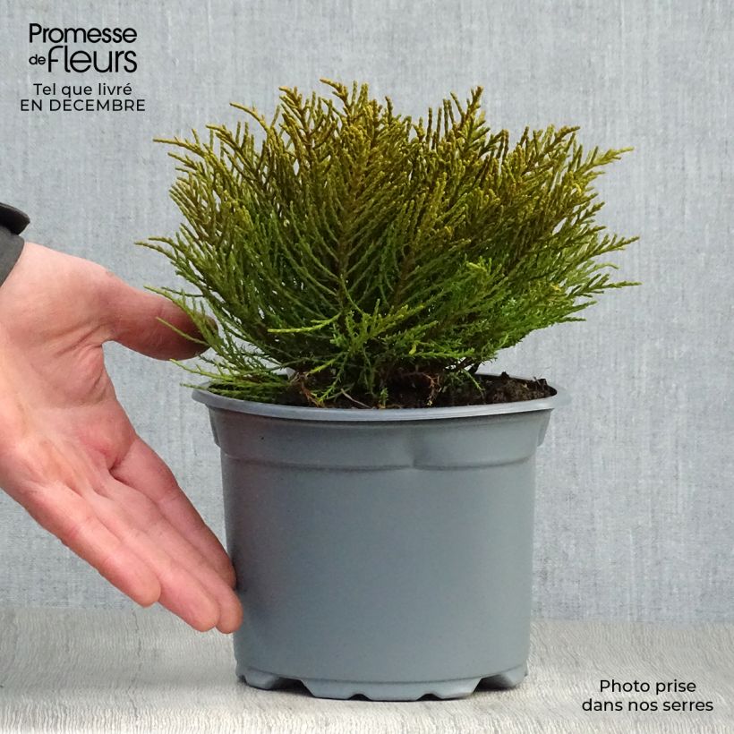 Example of Hebe ochracea - Véronique arbustive Pot van 1,5 l/2 l as you get in hiver