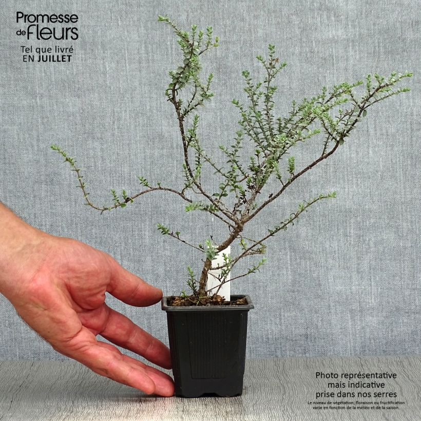 Exemplaar van Struikveronica Quicksilver - Hebe pimeleoides Kweekpotje van 8/9 cm zoals geleverd in de zomer