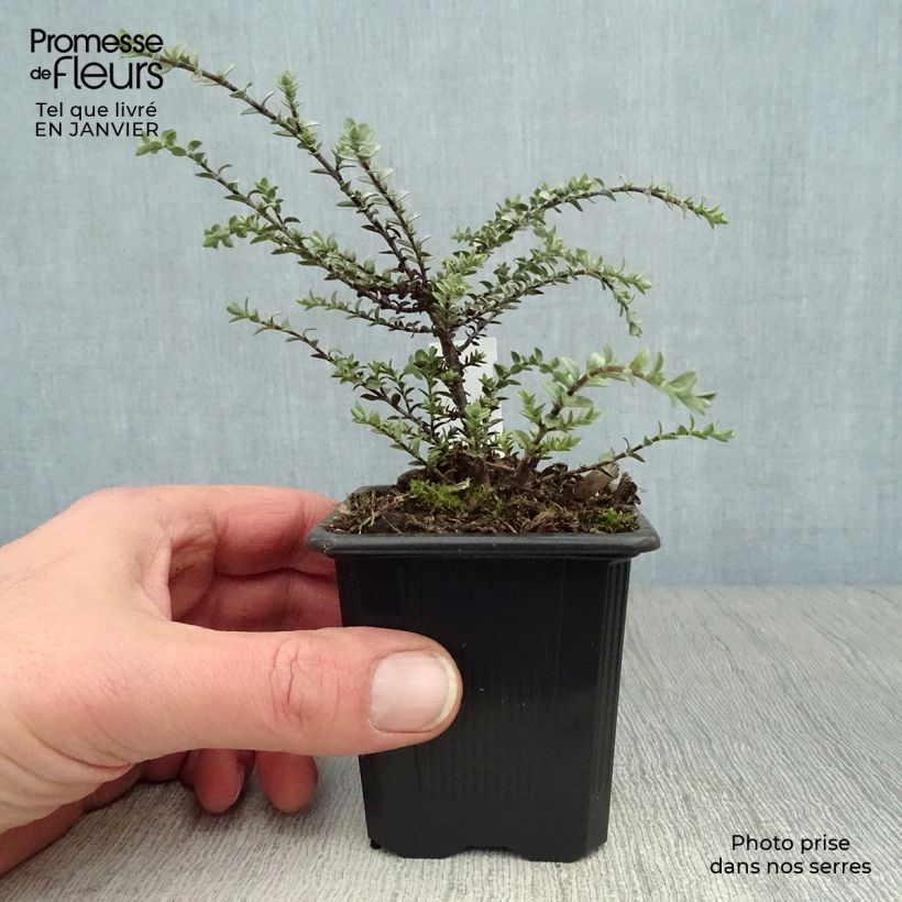 Example of Struikveronica Quicksilver - Hebe pimeleoides Kweekpotje van 8/9 cm as you get in hiver
