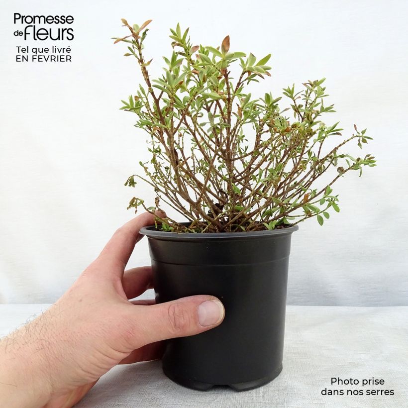 Example of Hebe rakaiensis - Struikveronica Pot van 1,5 l/2 l as you get in hiver