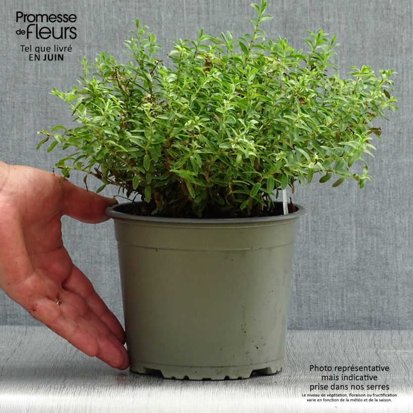 Exemplaar van Hebe rakaiensis - Struikveronica Pot van 1,5 l/2 l zoals geleverd in de zomer
