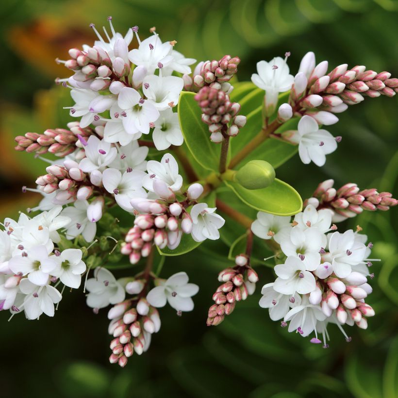 Hebe vernicosa - Struikveronica (Flowering)