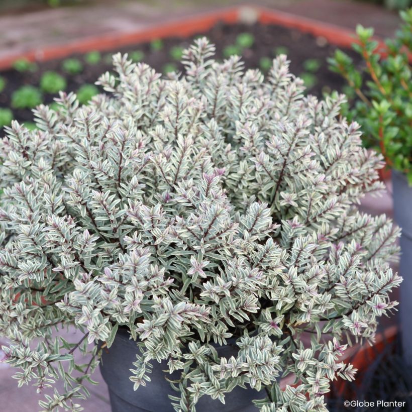 Hebe Magicolors Magic Summer - Struikveronica (Groeiplaats)