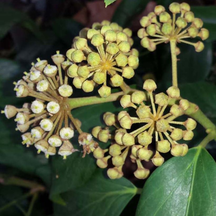 Hedera colchica - Colchische klimop (Flowering)