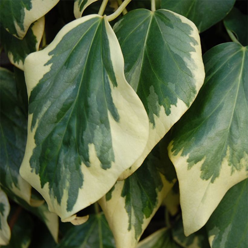 Hedera colchica Dentata Variegata - Colchische klimop (Foliage)