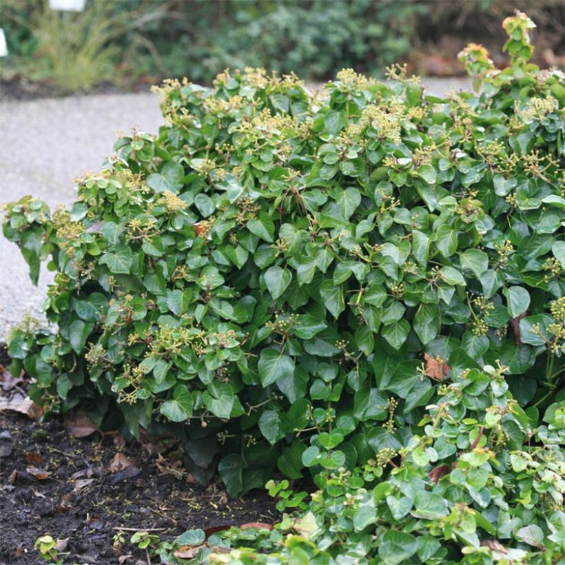 Hedera Arbori Compact - Klimop (Plant habit)