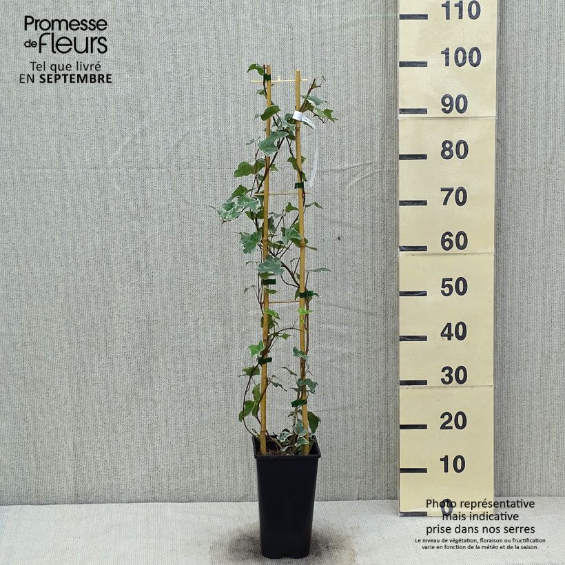 Exemplaar van Hedera Eva - Klimop Pot van 2 l/3 l zoals geleverd in de herfst