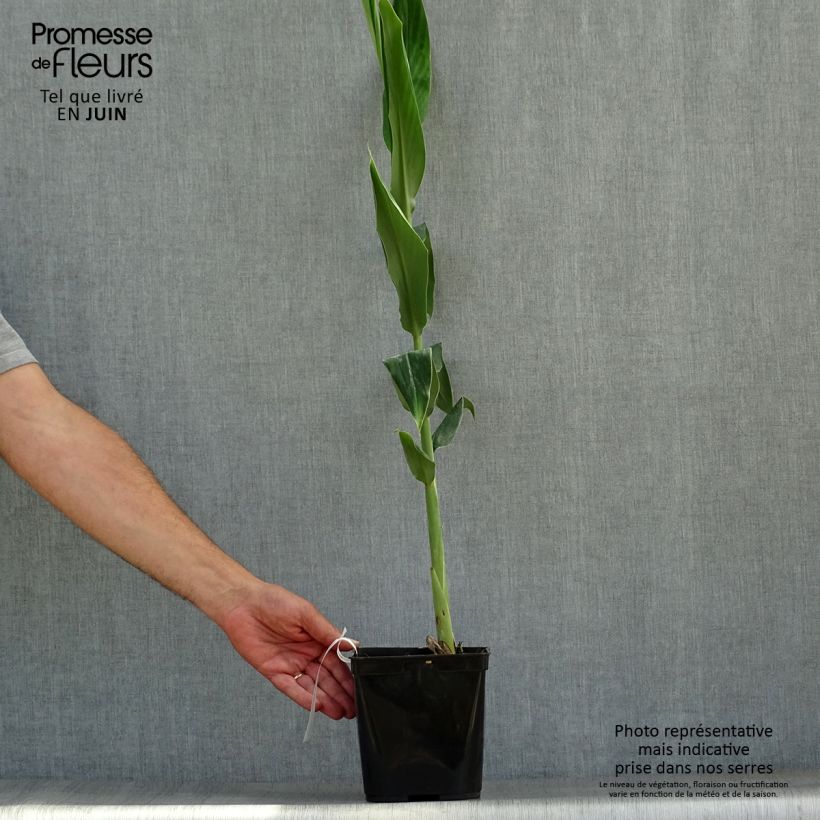 Exemplaar van Hedychium coccineum Tara Pot van 4 l/5 l zoals geleverd in de zomer