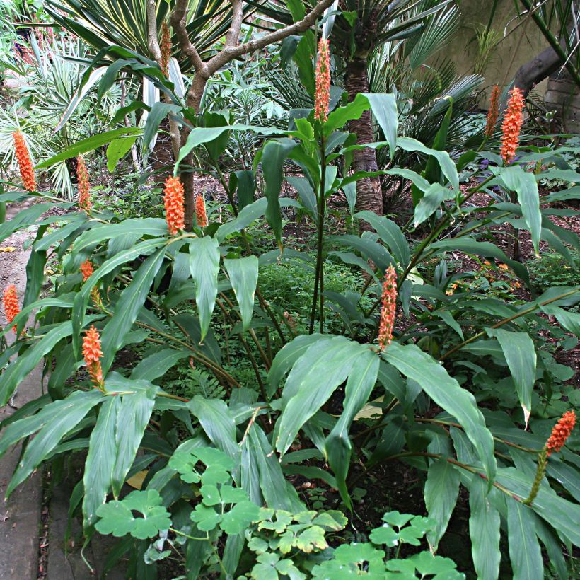 Hedychium densiflorum - Gemberlelie (Groeiplaats)