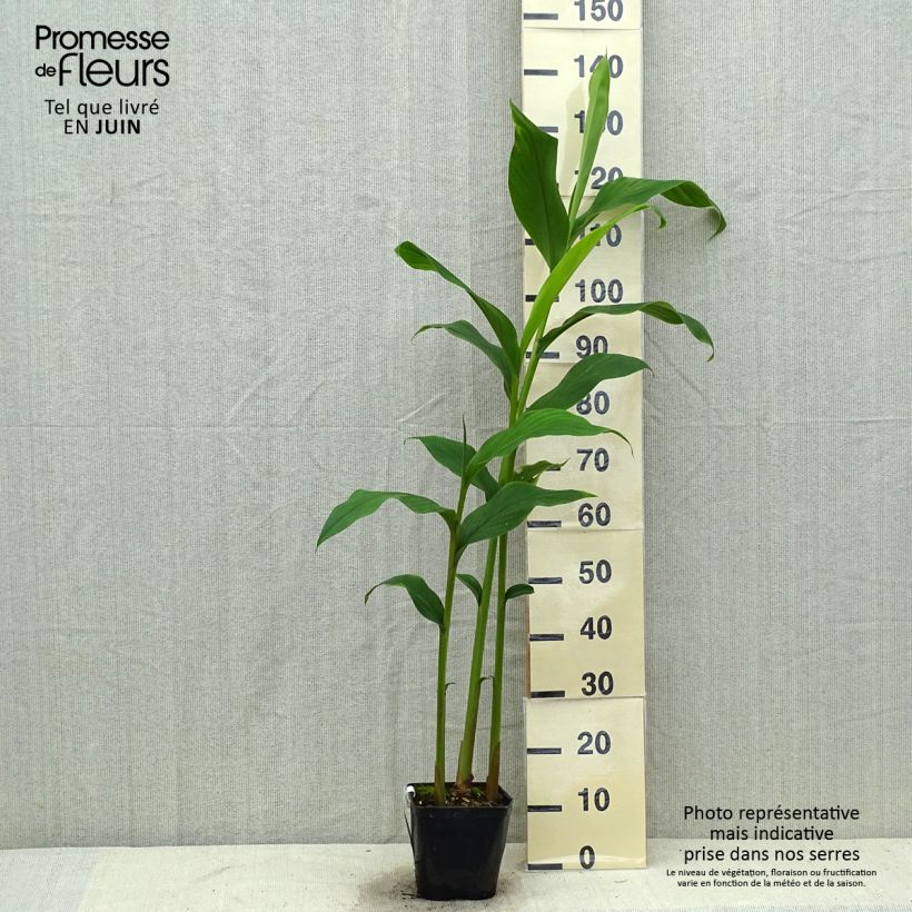 Example of Hedychium densiflorum Assam Orange - Gingembre d'ornement   Pot van 3 l/4 l as you get in ete