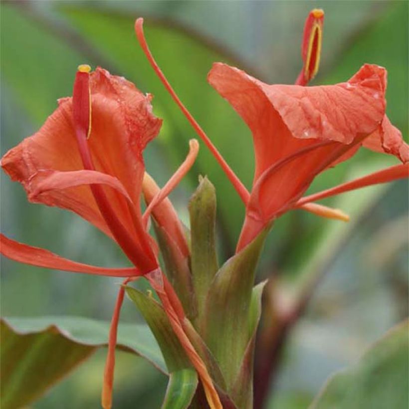 Hedychium greenii - Gemberlelie (Flowering)