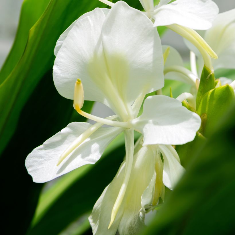 Hedychium maximum - Gemberlelie (Bloei)