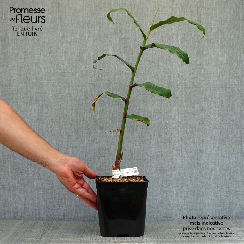 Example of Hedychium rubrum (deceptum) - Gingembre d'ornement Pot van 3 l/4 l as you get in ete