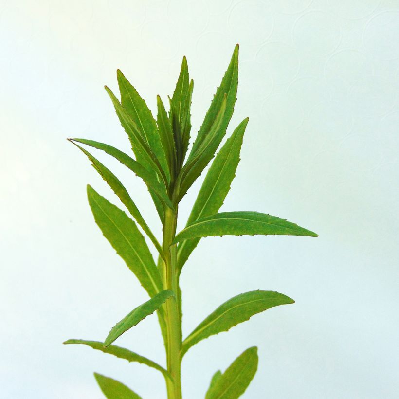 Helenium Baudirektor Linne - Zonnekruid (Foliage)