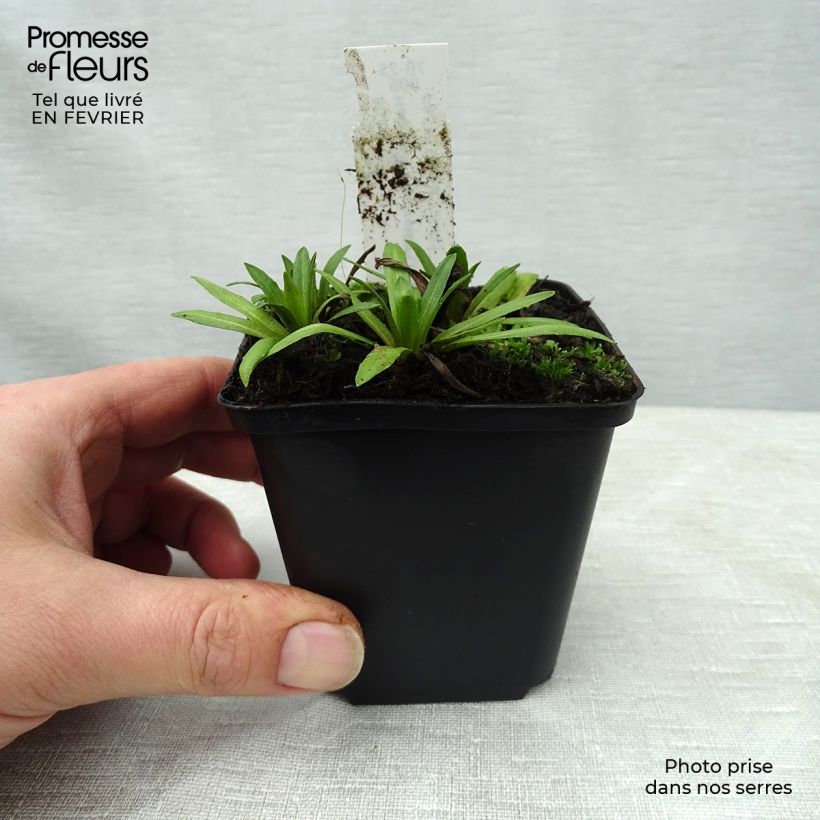 Example of Hélénium Baudirektor Linne - Hélénie rouge Kweekpotje van 8/9 cm as you get in hiver