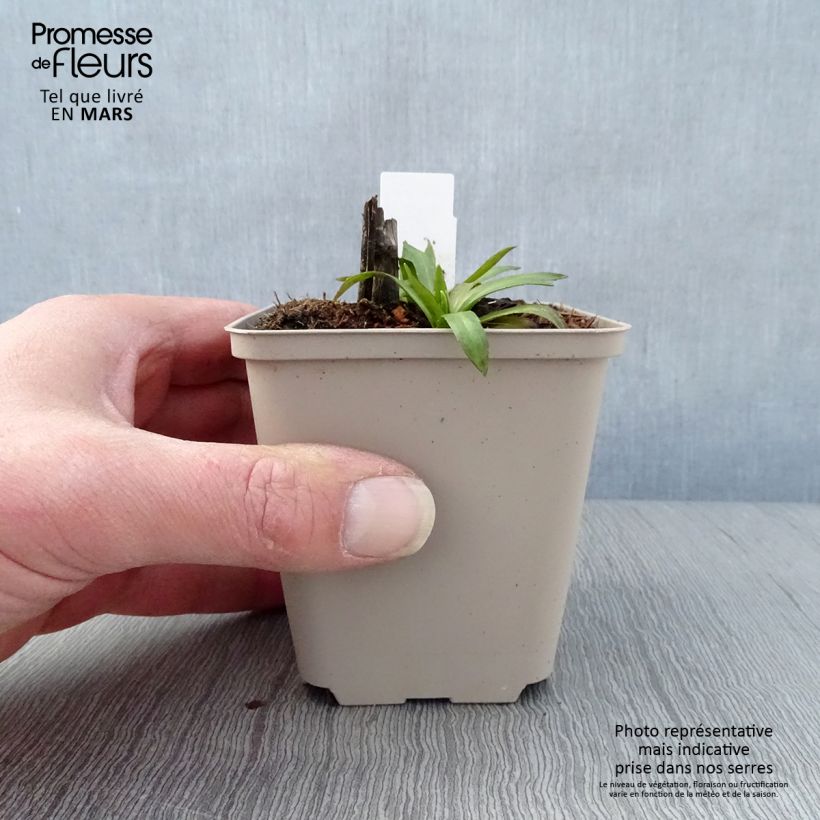 Exemplaar van Helenium Baudirektor Linne - Zonnekruid Kweekpotje van 8/9 cm zoals geleverd in de lente