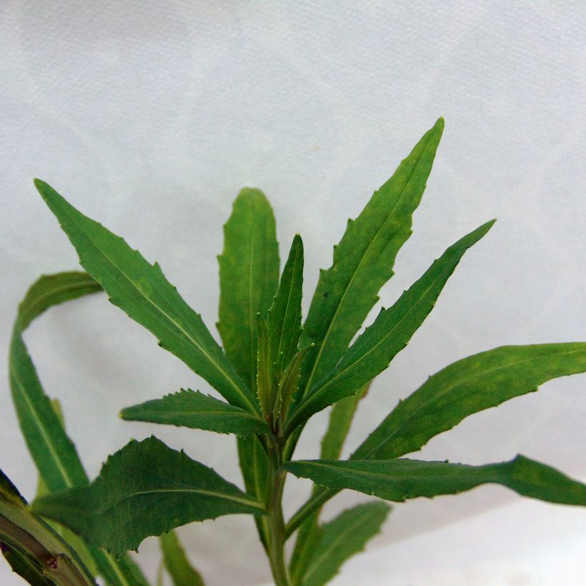 Helenium Double Trouble - Zonnekruid (Foliage)