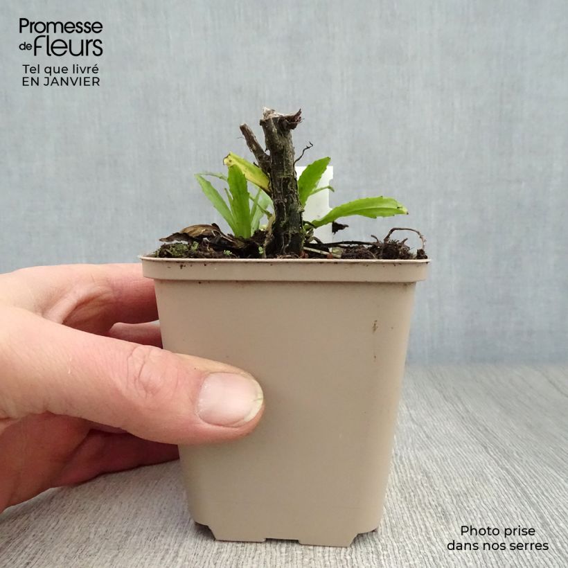 Example of Hélénium Double Trouble - Hélénie jaune Kweekpotje van 8/9 cm as you get in hiver