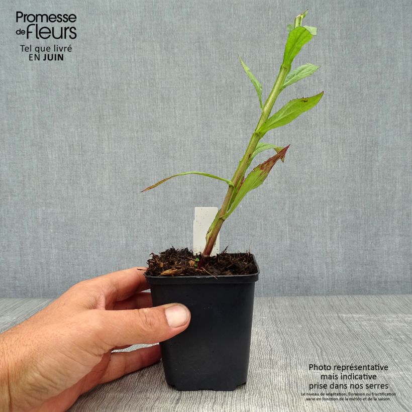 Exemplaar van Helenium Dunkle Pracht - Zonnekruid Kweekpotje van 8/9 cm zoals geleverd in de zomer