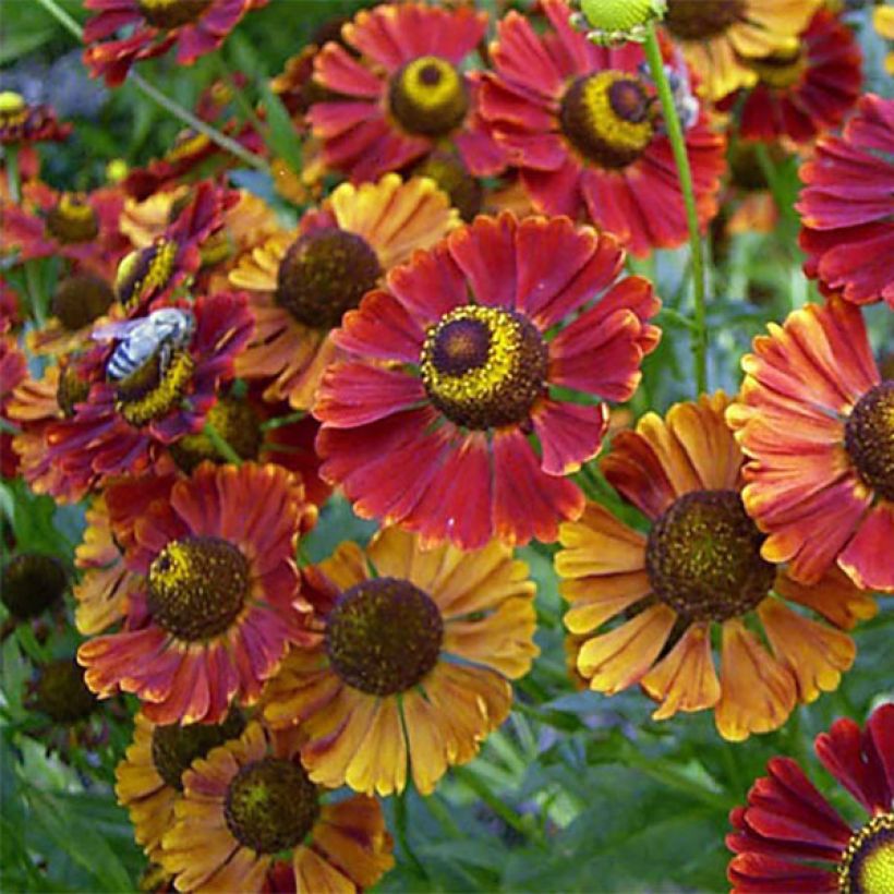 Helenium Dunkle Pracht - Zonnekruid (Bloei)