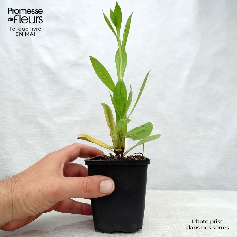 Exemplaar van Helenium El Dorado - Zonnekruid Kweekpotje van 8/9 cm zoals geleverd in de lente