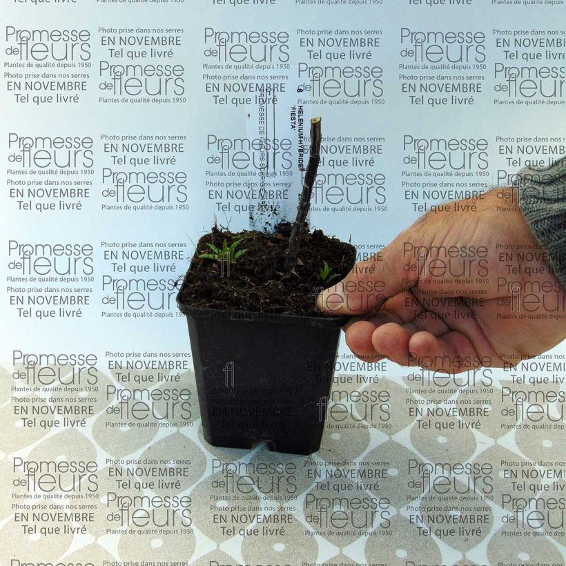 Voorbeeld van een exemplaar van Helenium Fiesta - Zonnekruid Doos zoals geleverd