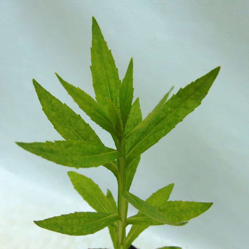 Helenium Fiesta - Zonnekruid (Blad)