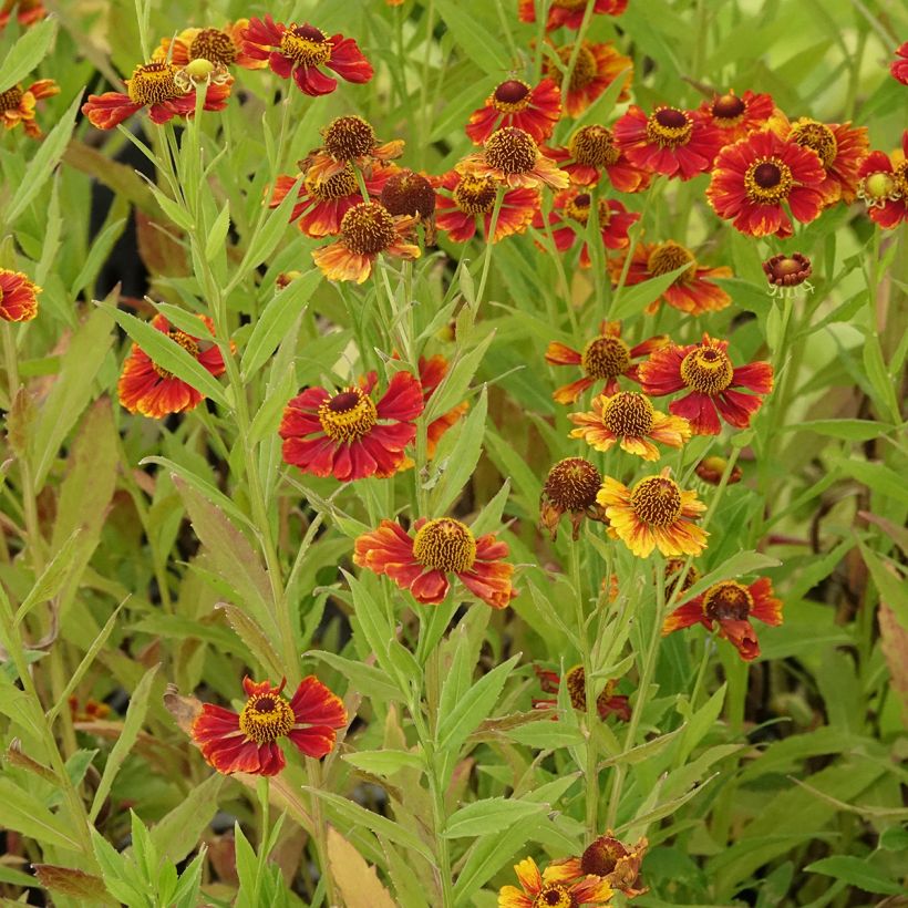 Helenium Flammendes Katchen - Zonnekruid (Groeiplaats)