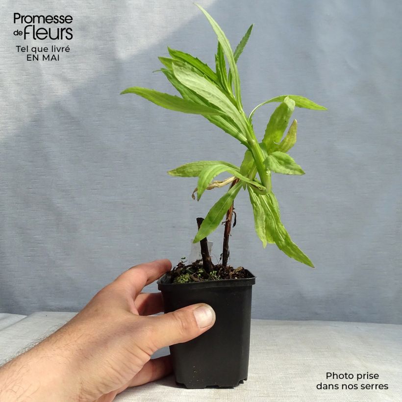 Exemplaar van Helenium Flammendes Katchen - Zonnekruid Kweekpotje van 8/9 cm zoals geleverd in de lente