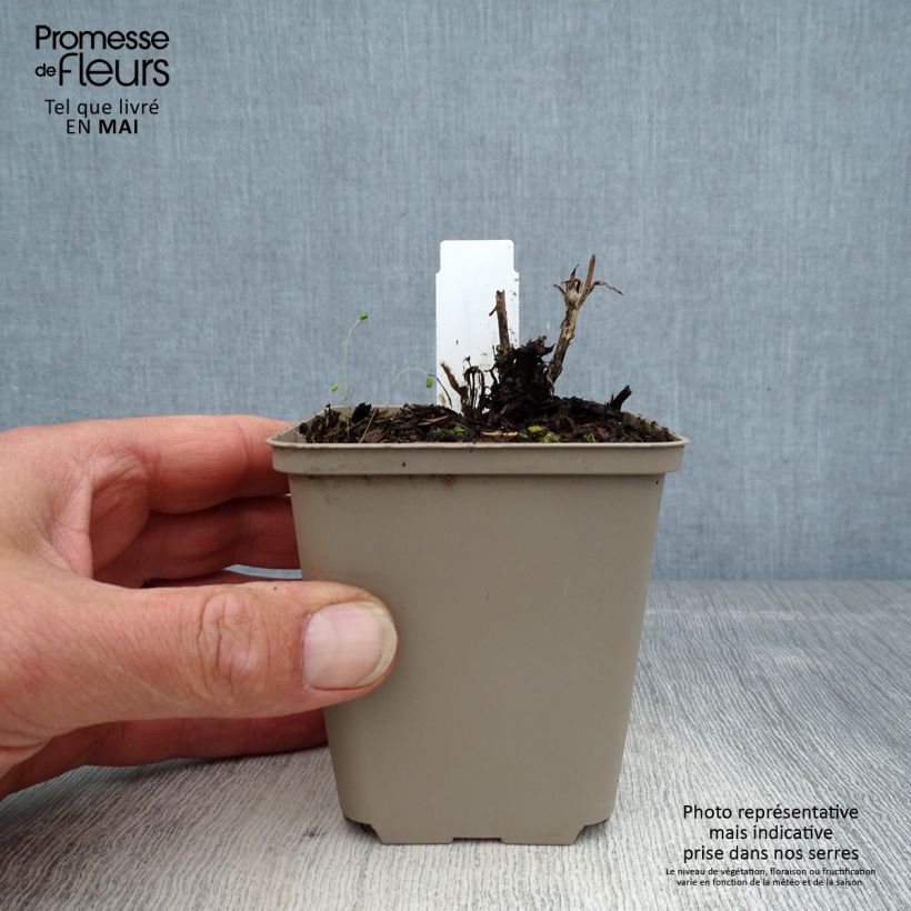 Exemplaar van Helenium Flammenspiel - Zonnekruid Kweekpotje van 8/9 cm zoals geleverd in de lente