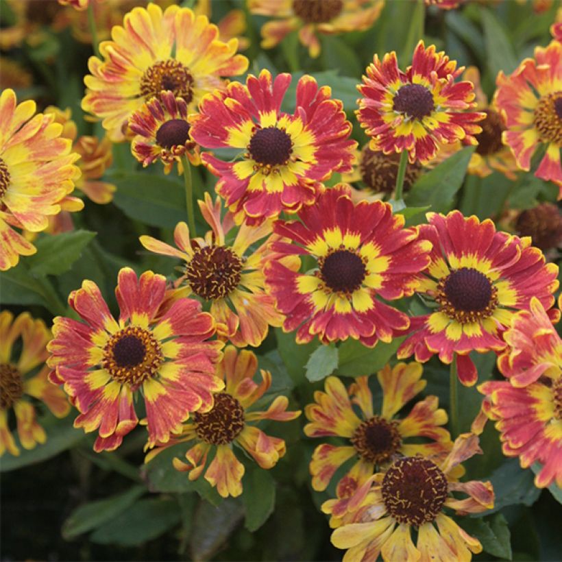 Helenium Fuego - Zonnekruid (Bloei)