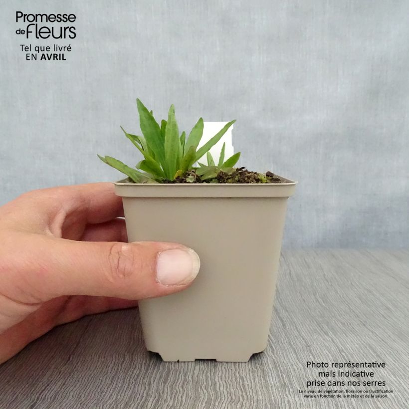 Exemplaar van Helenium Fuego - Zonnekruid Kweekpotje van 8/9 cm zoals geleverd in de lente