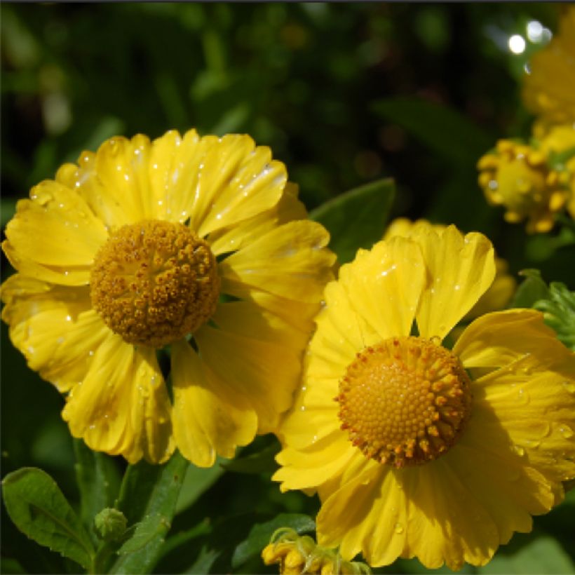 Helenium Kugelsonne - Zonnekruid (Flowering)