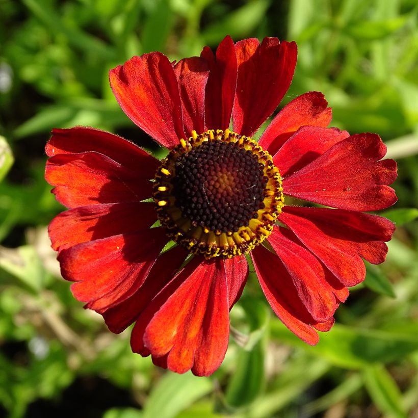 Helenium Kupferswerg - Zonnekruid (Flowering)