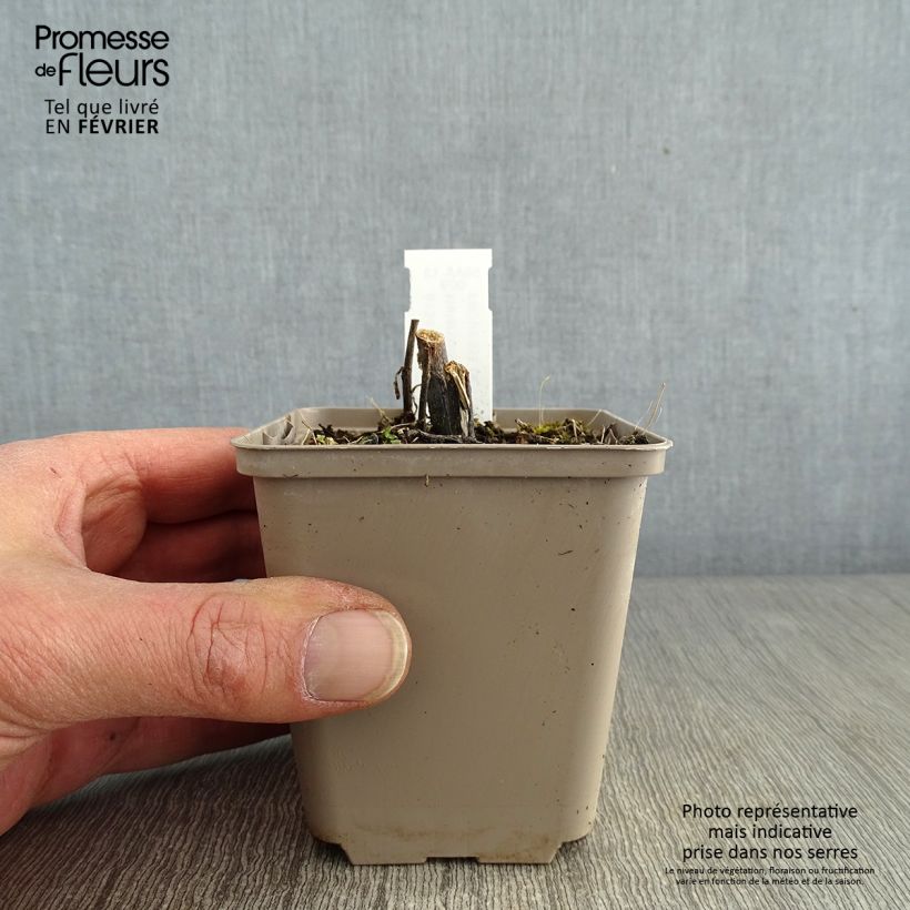 Example of Helenium Loysder Wieck - Hélénie jaune à revers rouge-brun Kweekpotje van 8/9 cm as you get in hiver