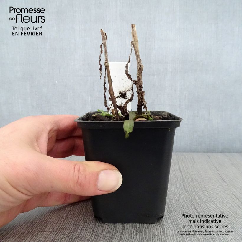 Example of Hélénium Mardi Gras - Hélénie orange et vermillon Kweekpotje van 8/9 cm as you get in hiver