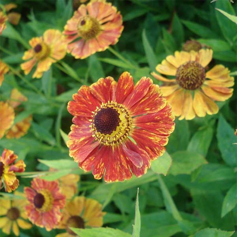 Helenium Marion Nickig - Zonnekruid (Bloei)