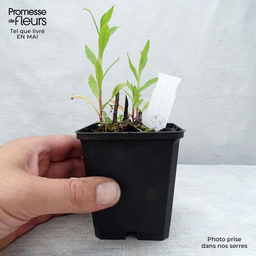 Exemplaar van Helenium Potter's Wheel - Zonnekruid Kweekpotje van 8/9 cm zoals geleverd in de lente