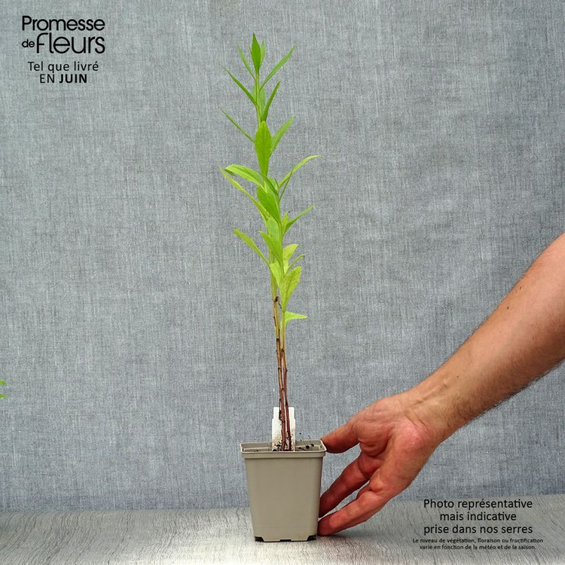 Exemplaar van Helenium Potter's Wheel - Zonnekruid Kweekpotje van 8/9 cm zoals geleverd in de zomer