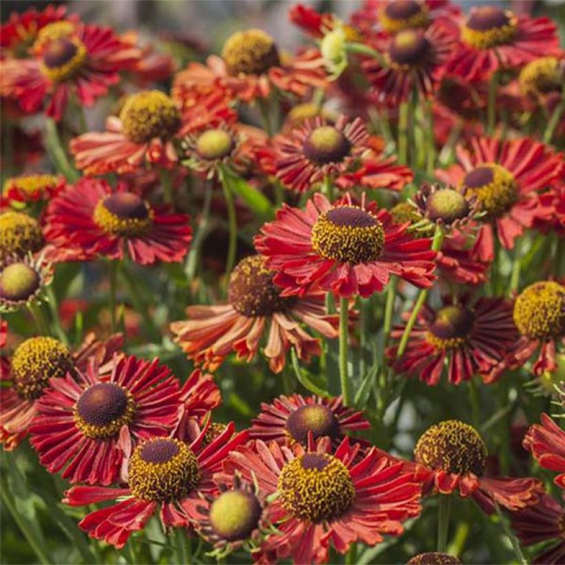 Helenium automnale Mariachi Ranchera - Zonnekruid (Flowering)
