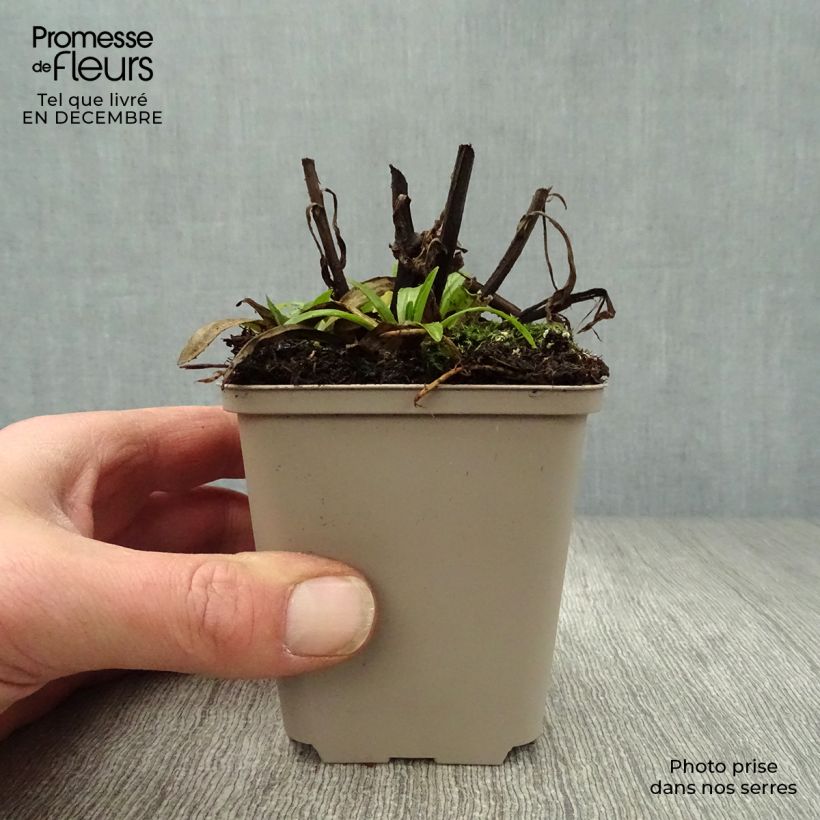 Example of Helenium Ranchera - Hélénie rouge foncé. Kweekpotje van 8/9 cm as you get in hiver