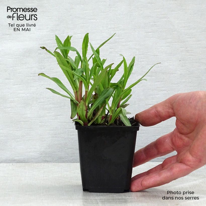 Exemplaar van Helenium automnale Mariachi Ranchera - Zonnekruid Kweekpotje van 8/9 cm zoals geleverd in de lente