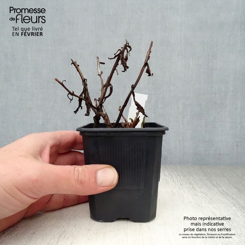 Example of Helenium Rauchtopas - Zonnekruid Kweekpotje van 8/9 cm as you get in hiver