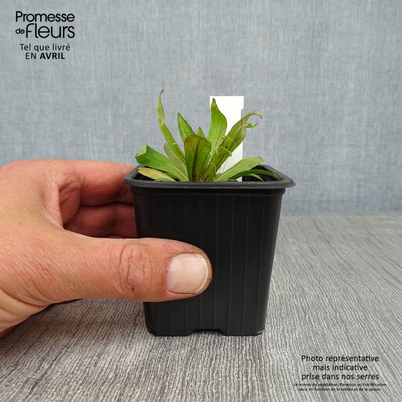 Exemplaar van Helenium Rauchtopas - Zonnekruid Kweekpotje van 8/9 cm zoals geleverd in de lente