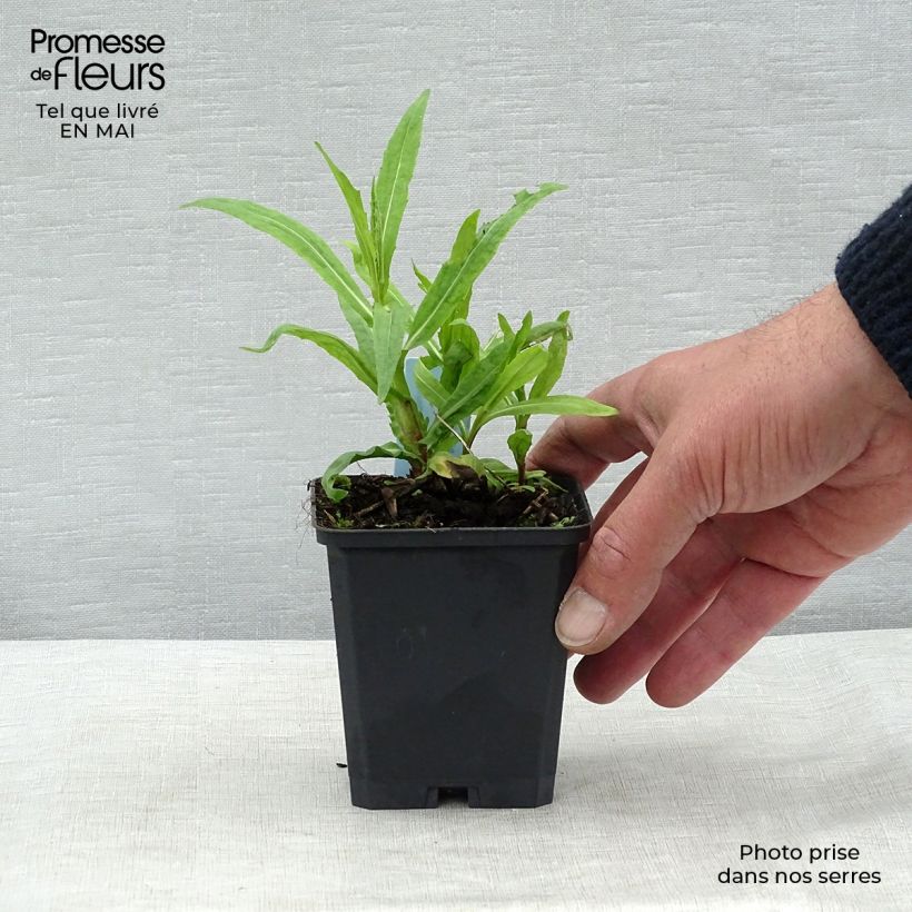 Exemplaar van Zonnekruid Rubinzwerg - Helenium Kweekpotje van 8/9 cm zoals geleverd in de lente