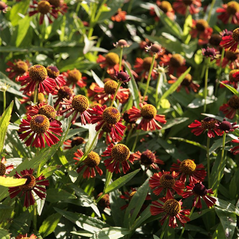 Helenium Ruby Tuesday - Zonnekruid (Flowering)