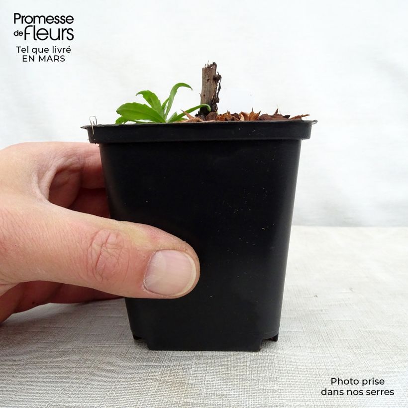 Exemplaar van Helenium Ruby Tuesday - Zonnekruid Kweekpotje van 8/9 cm zoals geleverd in de lente