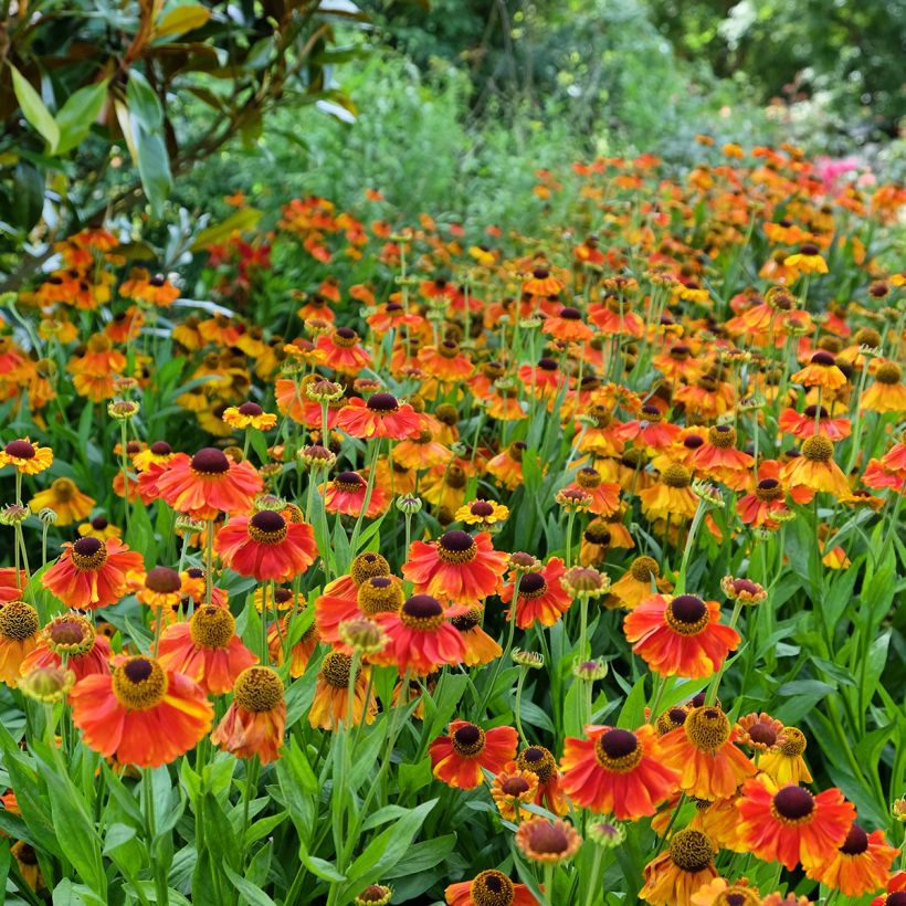 Helenium Sahin's Early Flowerer - Zonnekruid (Groeiplaats)