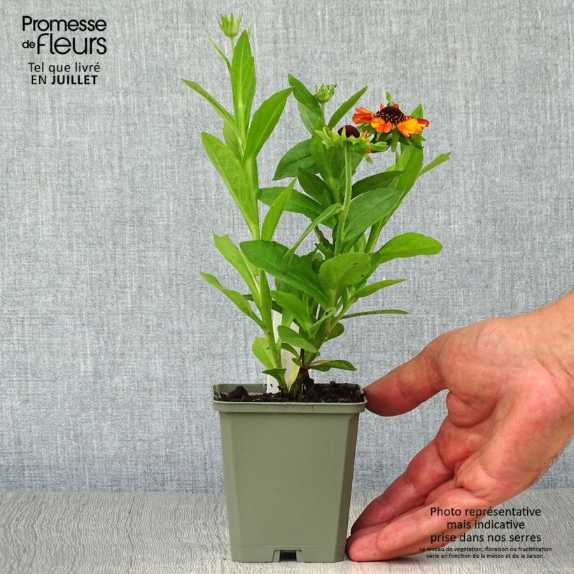 Exemplaar van Helenium Short'n Sassy - Zonnekruid Kweekpotje van 8/9 cm zoals geleverd in de zomer
