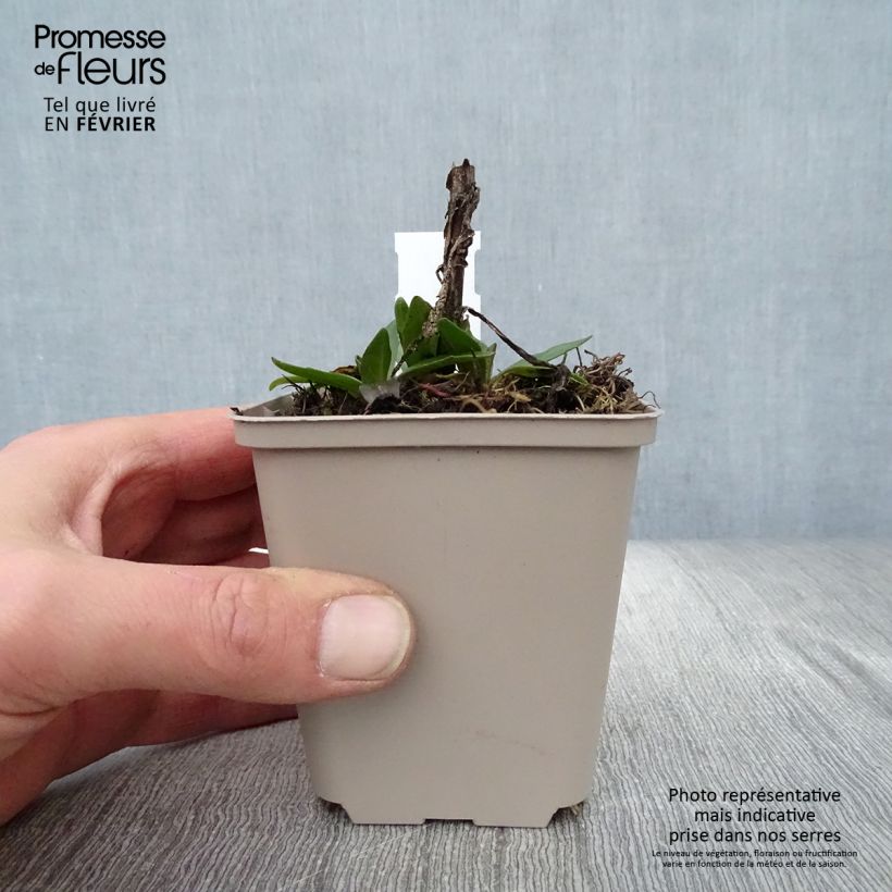 Example of Helenium Short'n 'Sassy - Hélénie jaune orangé. Kweekpotje van 8/9 cm as you get in hiver